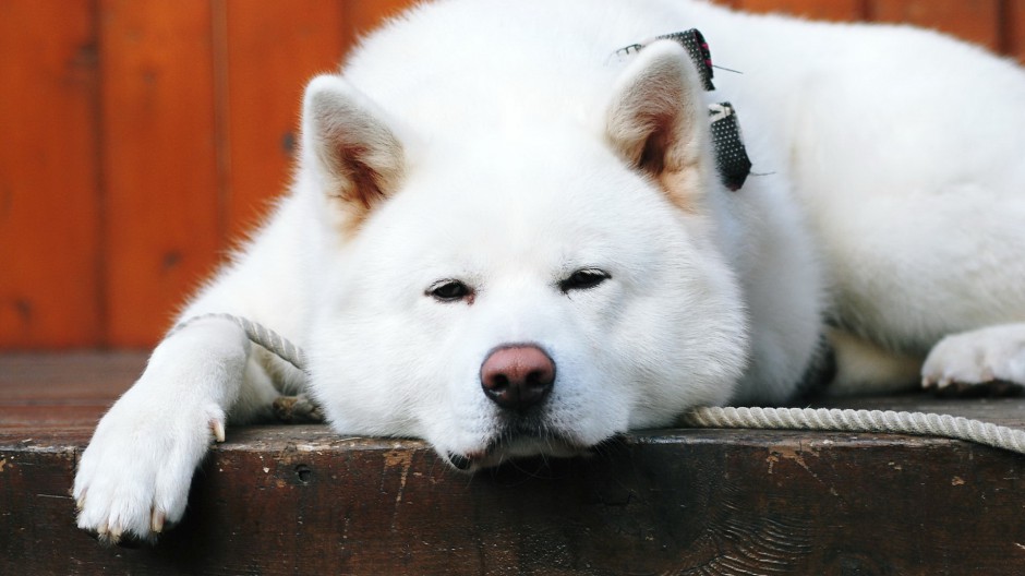 美系秋田犬呆萌表情图片