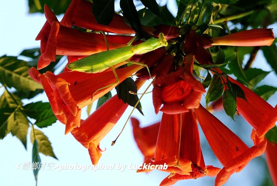 紅花與螳螂