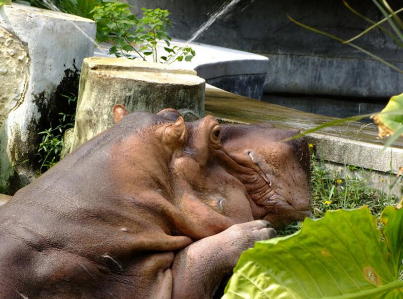 動物園河馬