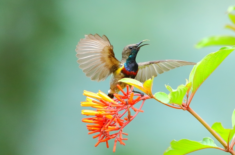 花蜜鳥圖片