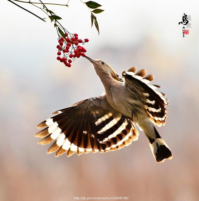 戴勝鳥與紅果子