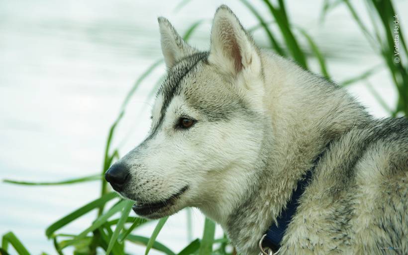 可愛雪橇犬哈士奇高清圖片