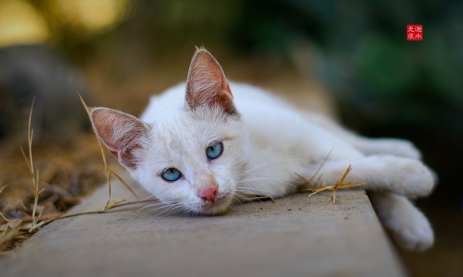 猫星人图片