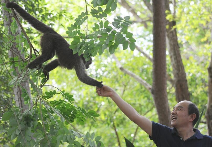 美洲猴子画别猴年