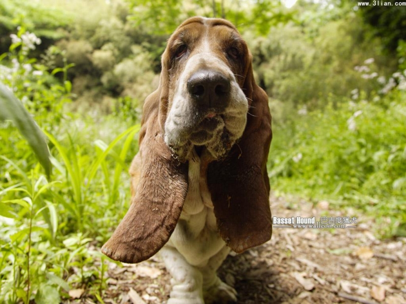 巴吉度猎犬图片