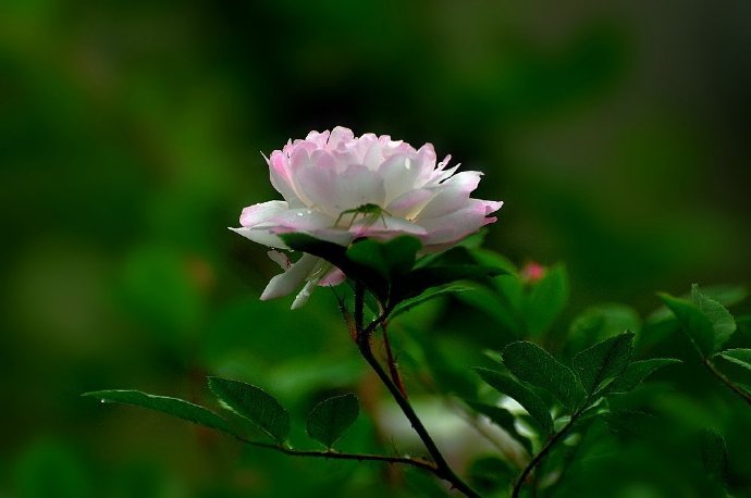 蔷薇花尽薰风起，绿叶空随满架藤