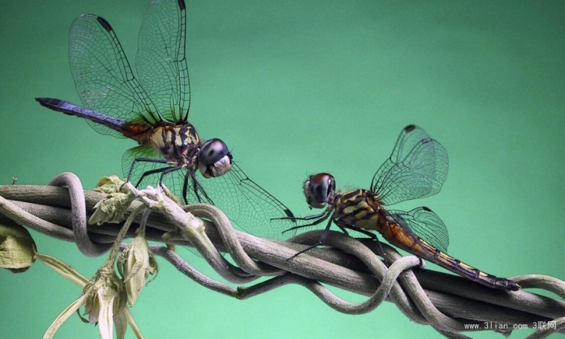 美丽的蜻蜓昆虫图片
