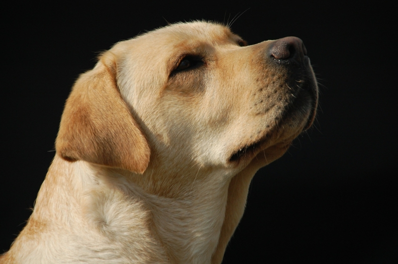 温和的拉布拉多犬图片