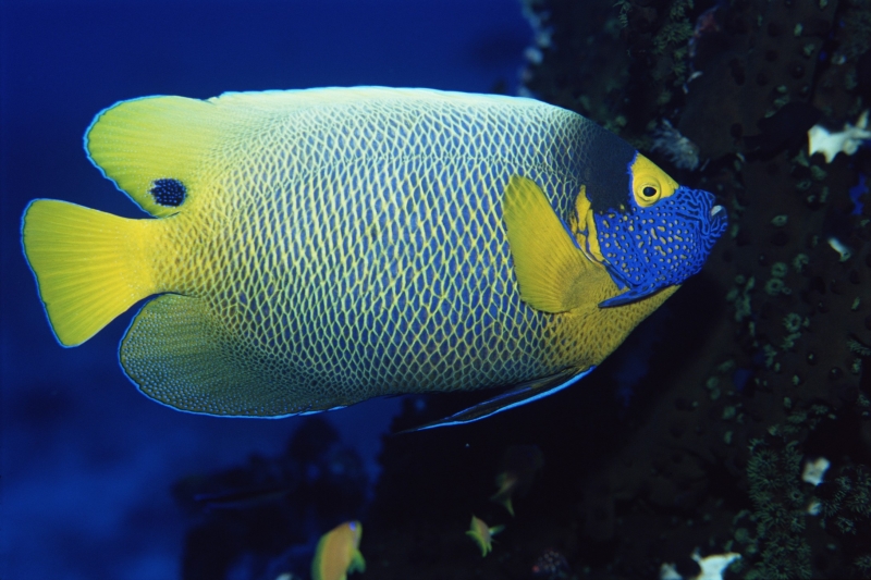 海洋鱼类生物特写图片