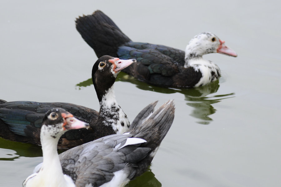 非洲雁人工飼養(yǎng)