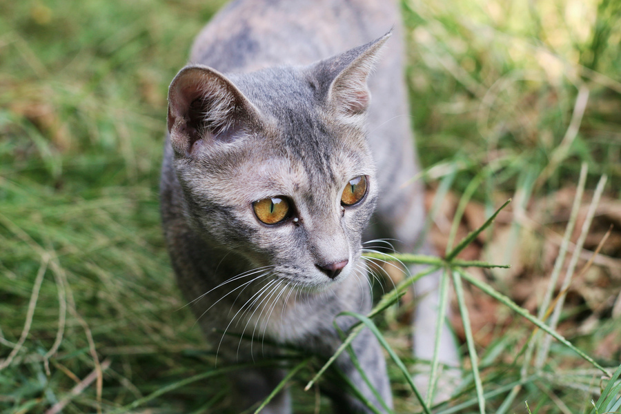 草丛里的小花猫