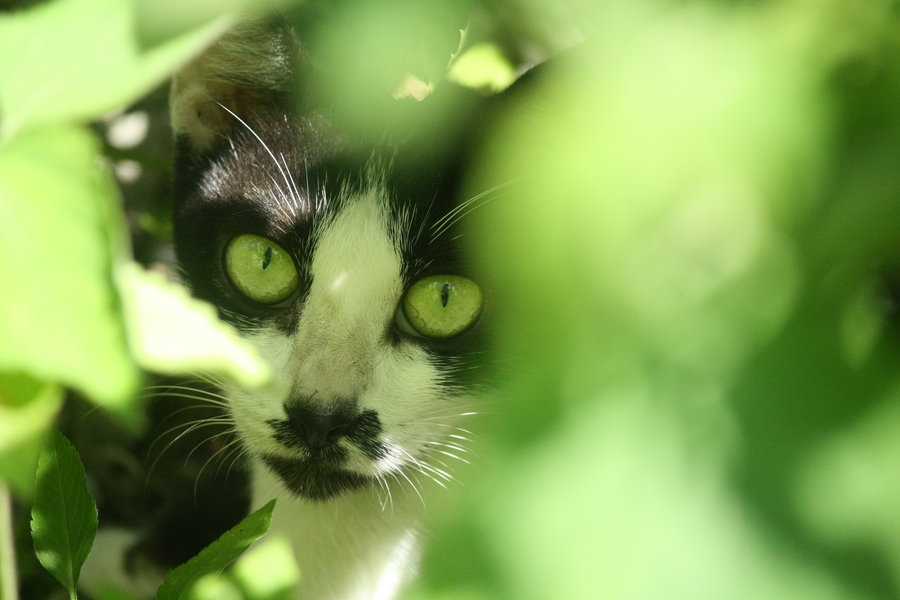 恐惧的野猫