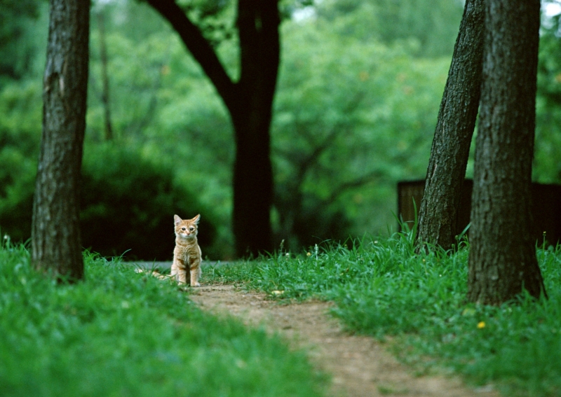 草地玩耍的猫咪图片