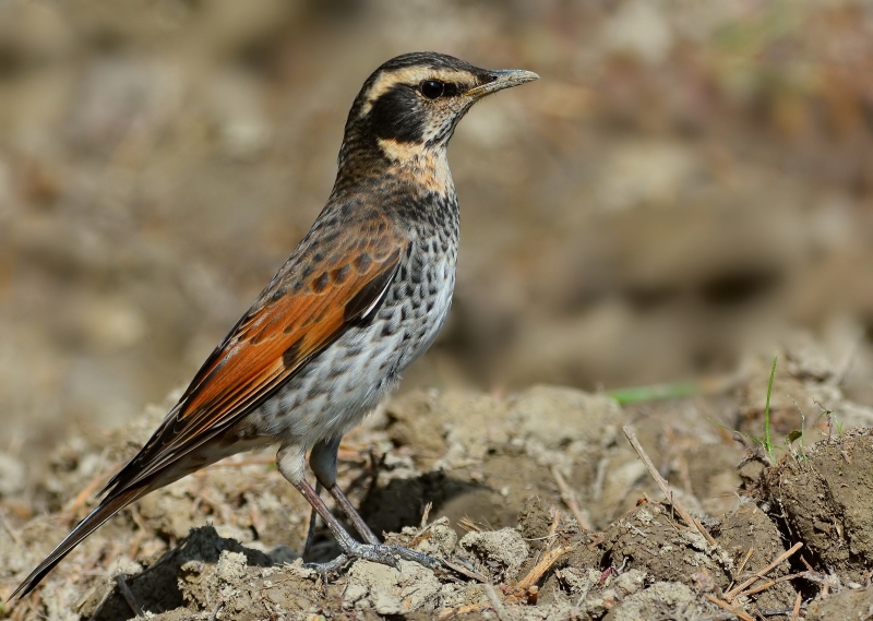 斑鳩幼鳥圖片