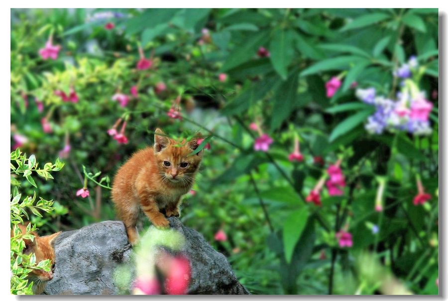 顽皮的小猫咪