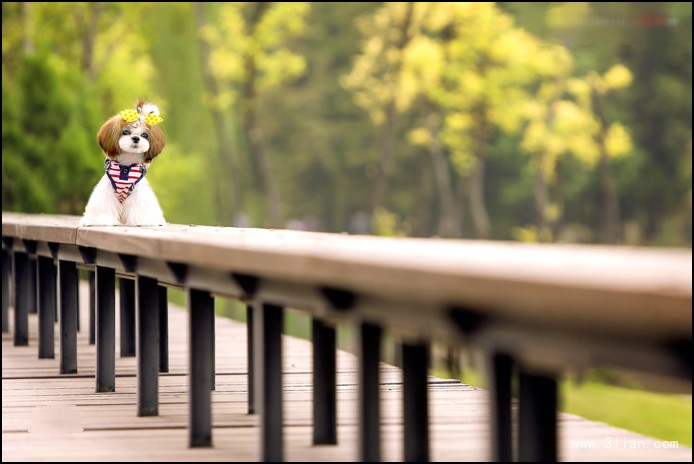 西施犬图片