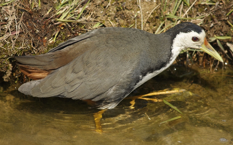 白胸苦惡鳥圖片