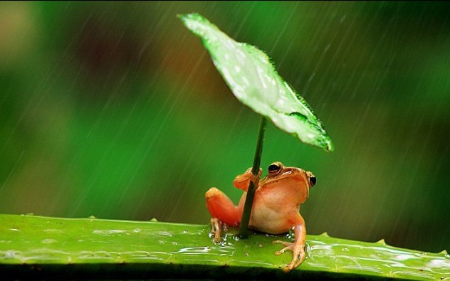 树蛙撑叶子伞遮风挡雨