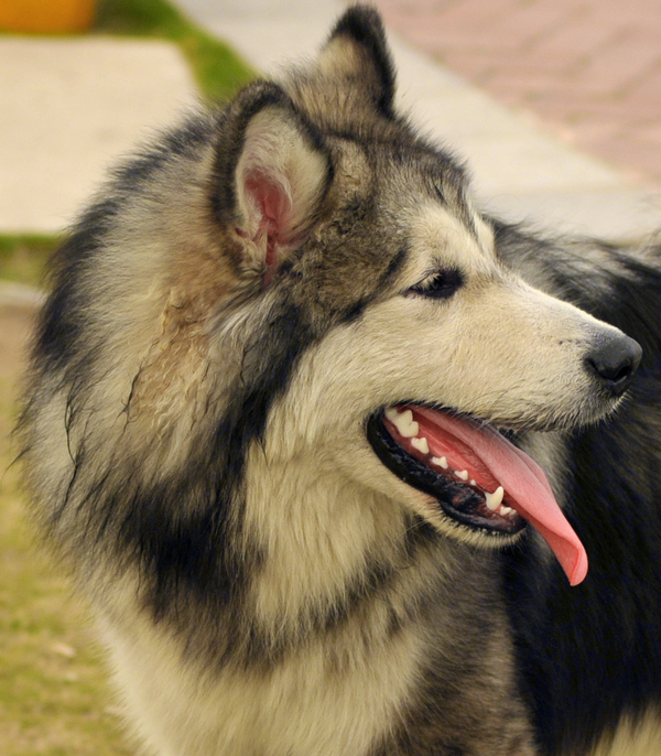 阿拉斯加犬高清图组