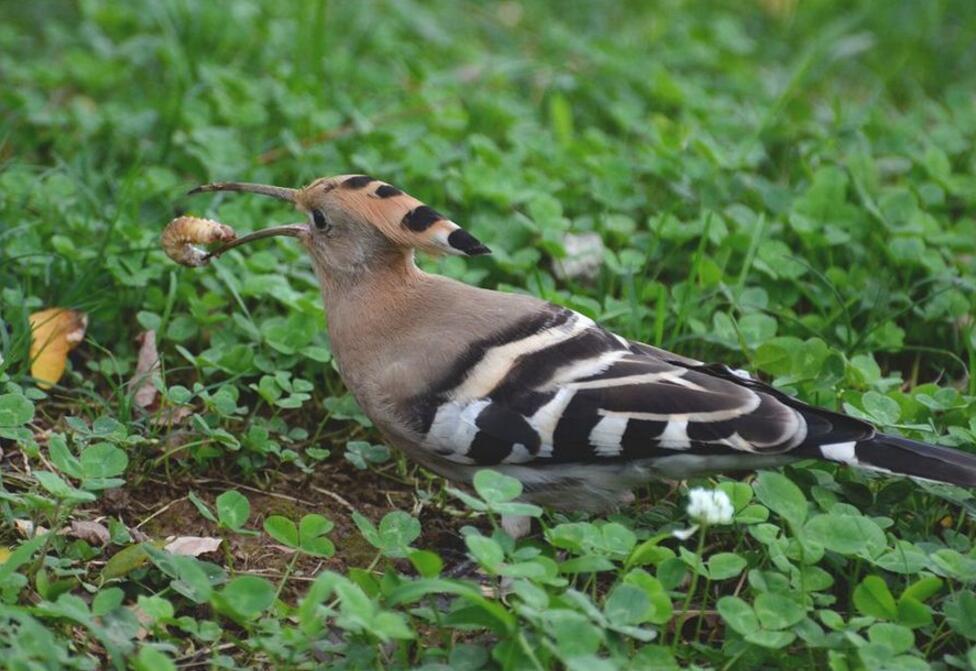 捉蟲能手戴勝鳥