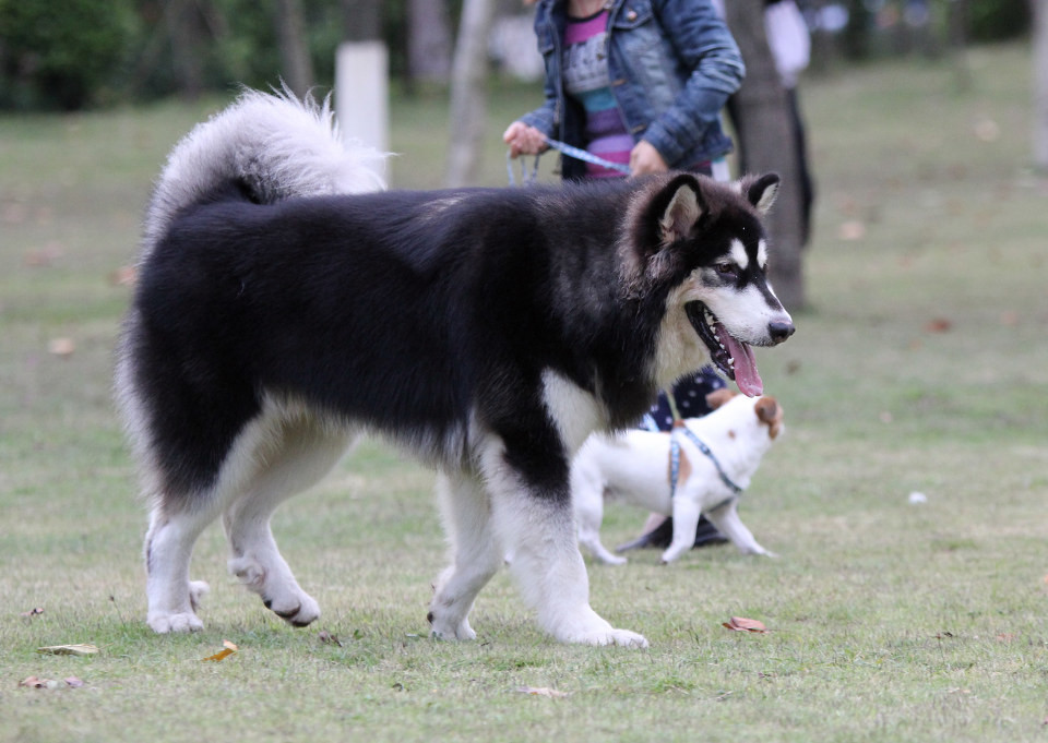 一群阿拉斯加犬的聚會