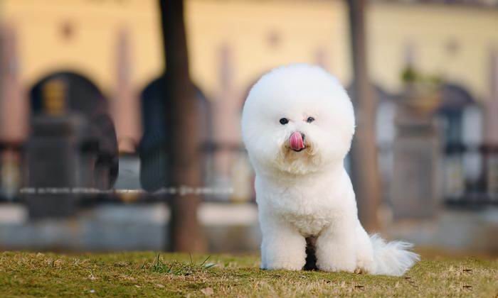 小比熊犬棉花糖图片