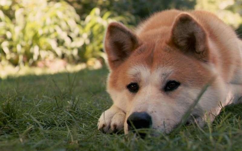 秋田犬可愛圖片