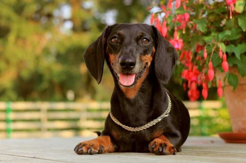 達(dá)克斯獵犬圖片