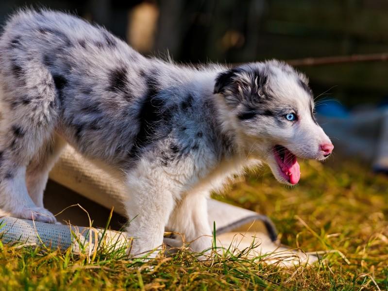 可愛的澳洲牧羊犬