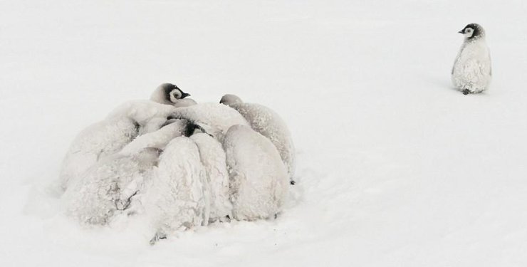 南極帝企鵝寶寶抵御暴風(fēng)雪