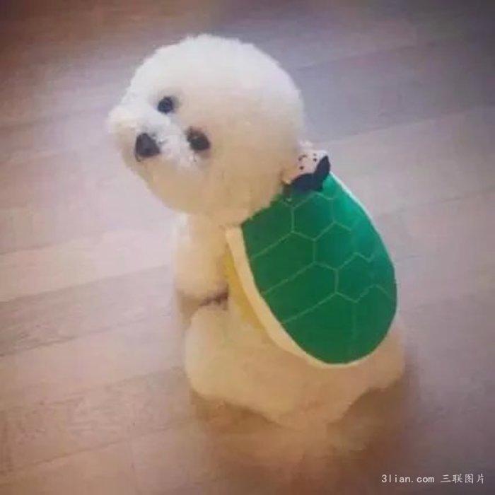 汪星人比熊犬圖片