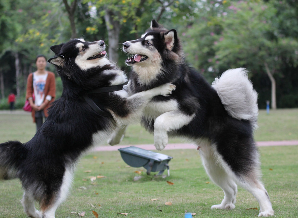 一群阿拉斯加犬的聚会