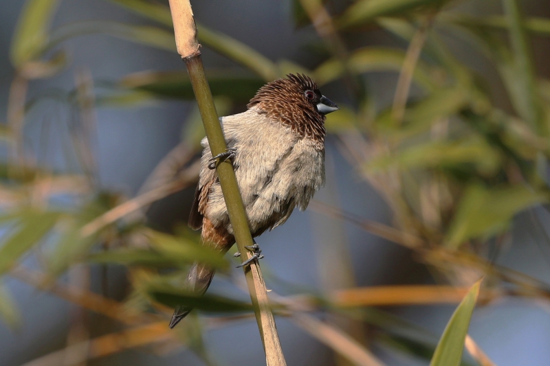 文鳥圖片