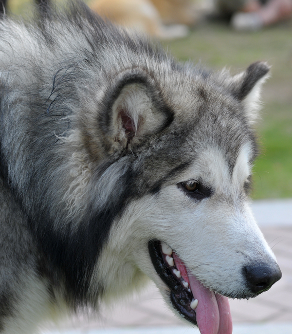 阿拉斯加犬高清圖組