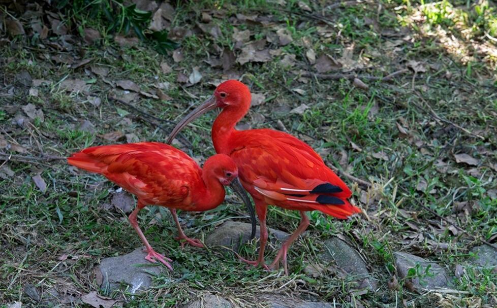 野生動(dòng)物園紅鹮