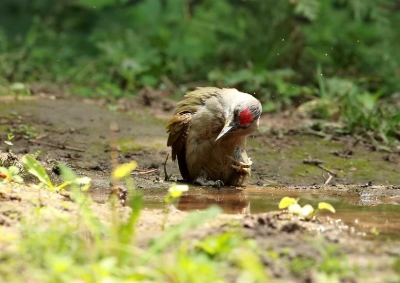 灰頭綠鳩圖片