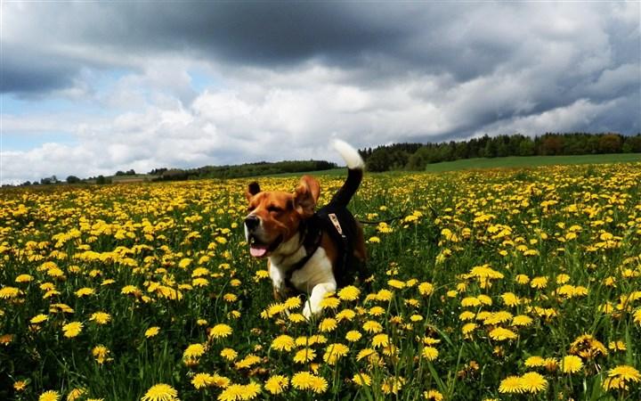 可爱的比格犬图片