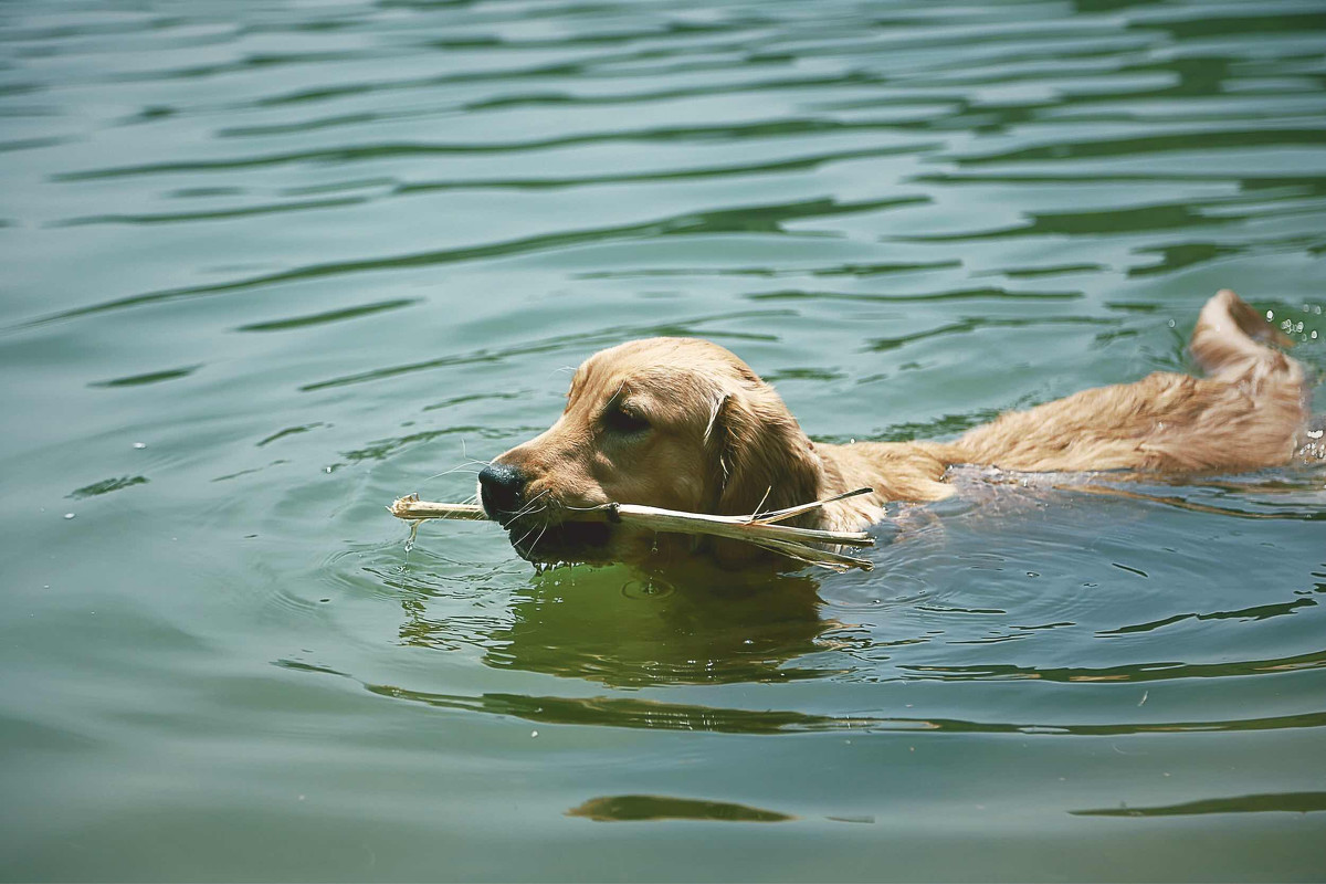 喜水的金毛犬圖片