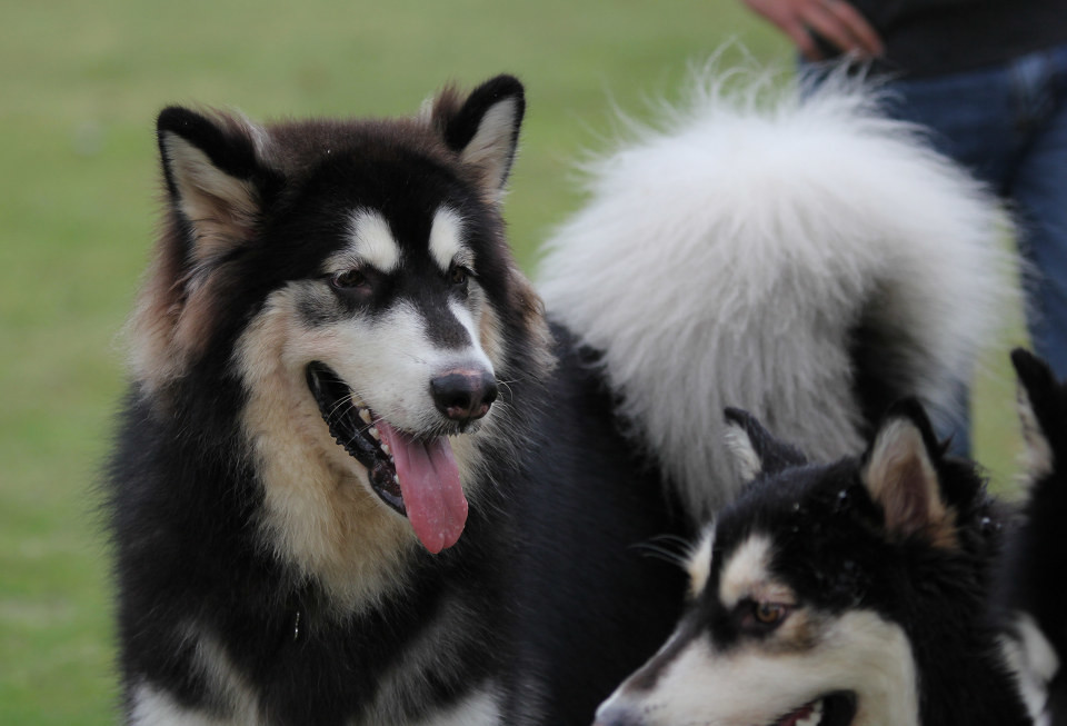 一群阿拉斯加犬的聚会