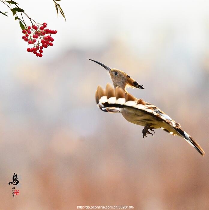 戴勝鳥與紅果子