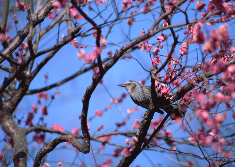 各種鳥圖片