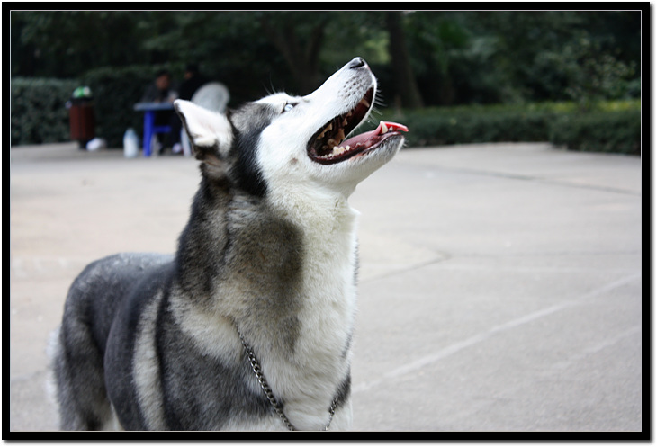 阿拉斯加犬怎么养