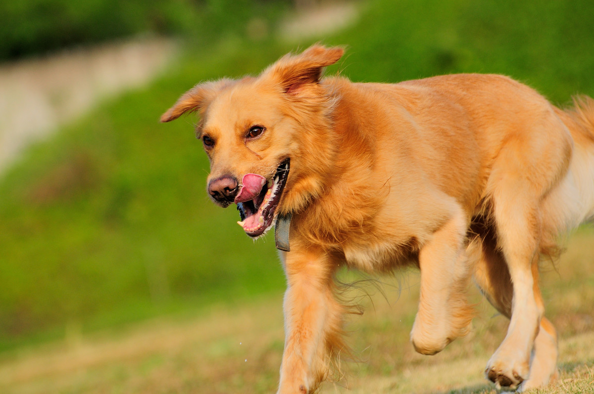 棕黃色金毛犬