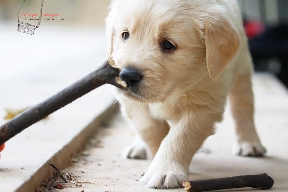 金毛犬幼犬图片