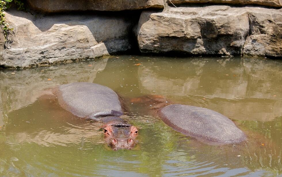 野生動(dòng)物園河馬