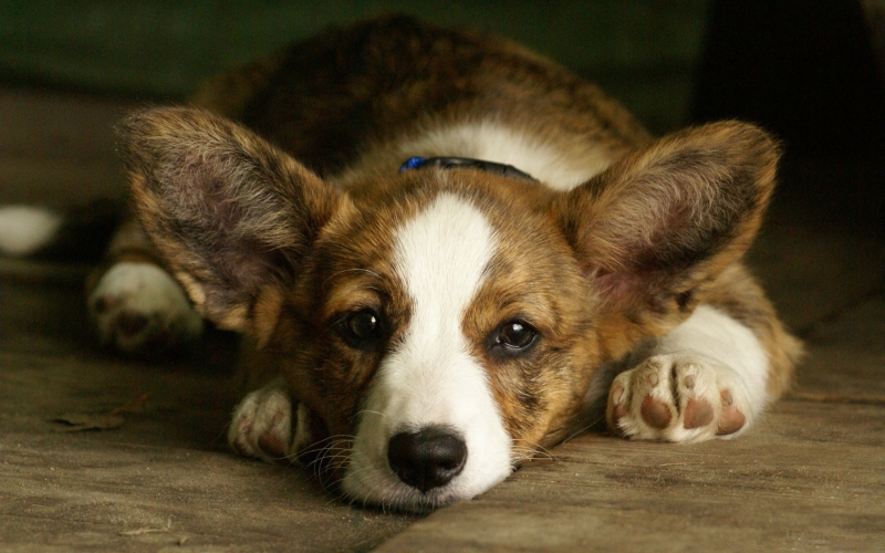 彭布罗克威尔士柯基犬图片