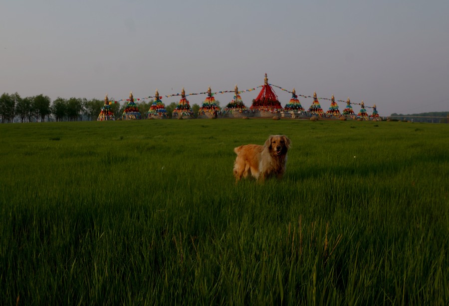 草场上的金毛犬