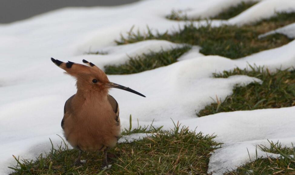 雪后覓食的戴勝鳥