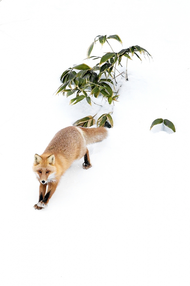 雪山仙狐