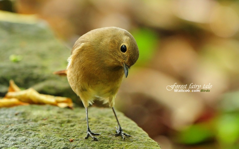 春天鳥類圖片可愛機靈